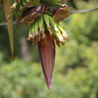 Musa × paradisiaca L.