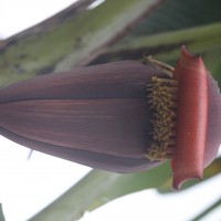 Musa × paradisiaca L.