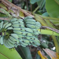 Musa × paradisiaca L.