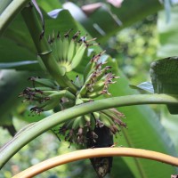 Musa × paradisiaca L.