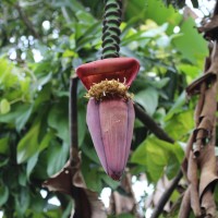 Musa × paradisiaca L.