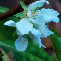 Malus domestica (Suckow) Borkh.