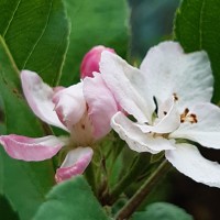 <i>Malus domestica</i>  (Suckow) Borkh.