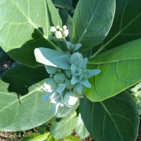 Calotropis gigantea (L.) W.T.Aiton