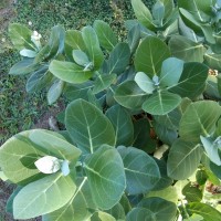 Calotropis gigantea (L.) W.T.Aiton