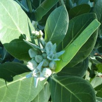 Calotropis gigantea (L.) W.T.Aiton