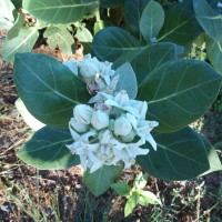 Calotropis gigantea (L.) W.T.Aiton