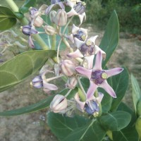 Calotropis gigantea (L.) W.T.Aiton