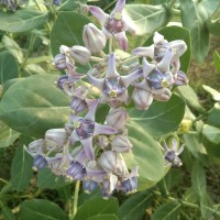 Calotropis gigantea (L.) W.T.Aiton