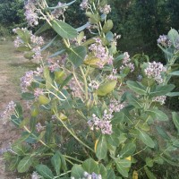 Calotropis gigantea (L.) W.T.Aiton