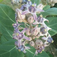 Calotropis gigantea (L.) W.T.Aiton