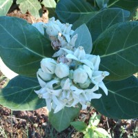 Calotropis gigantea (L.) W.T.Aiton