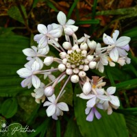 Calanthe triplicata (Willemet) Ames