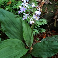 Calanthe triplicata (Willemet) Ames