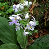 Calanthe triplicata (Willemet) Ames