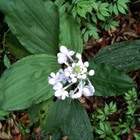 Calanthe triplicata (Willemet) Ames