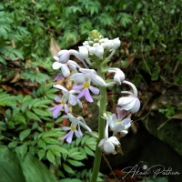 Calanthe triplicata (Willemet) Ames