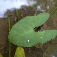 Nymphoides aurantiaca (Dalzell) Kuntze