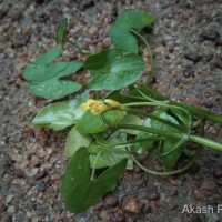 Nymphoides aurantiaca (Dalzell) Kuntze