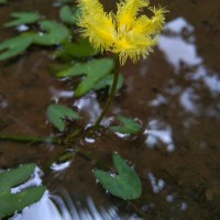 Nymphoides aurantiaca (Dalzell) Kuntze