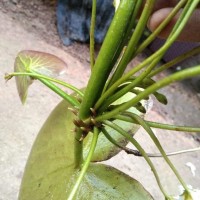 Nymphoides indica (L.) Kuntze