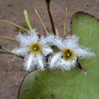 Nymphoides indica (L.) Kuntze