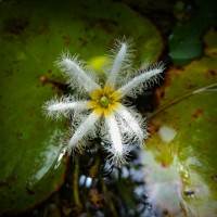 Nymphoides indica (L.) Kuntze