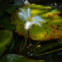 Nymphoides indica (L.) Kuntze