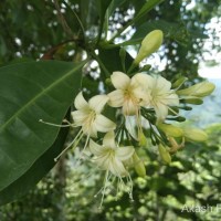 Cyrtophyllum fragrans (Roxb.) DC.