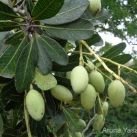 Mangifera zeylanica (Blume) Hook.f.