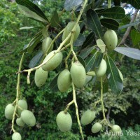 Mangifera zeylanica (Blume) Hook.f.