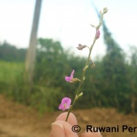 Tephrosia purpurea (L.) Pers.