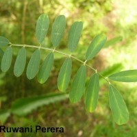 <i>Tephrosia purpurea</i>  (L.) Pers.