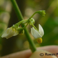 Solanum americanum Mill.