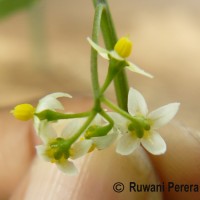 Solanum americanum Mill.