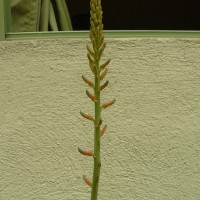 Aloe vera (L.) Burm.f.