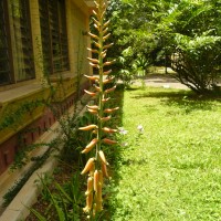 Aloe vera (L.) Burm.f.