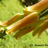 Aloe vera (L.) Burm.f.