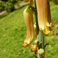 Aloe vera (L.) Burm.f.