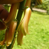 Aloe vera (L.) Burm.f.