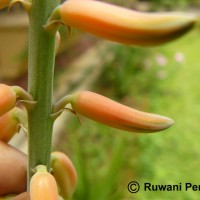 Aloe vera (L.) Burm.f.