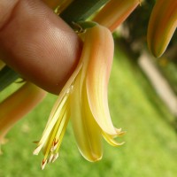 Aloe vera (L.) Burm.f.