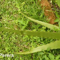 Aloe vera (L.) Burm.f.