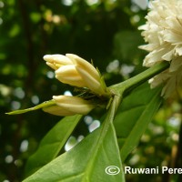 Coffea arabica L.