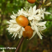 Coffea arabica L.