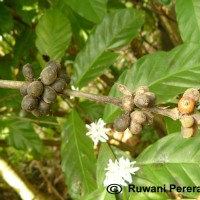 Coffea arabica L.