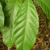 Coffea arabica L.