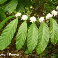 <i>Coffea arabica</i>  L.