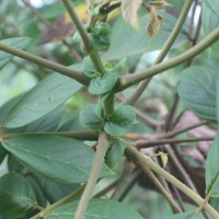 Spathodea campanulata P.Beauv.