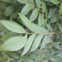 Spathodea campanulata P.Beauv.